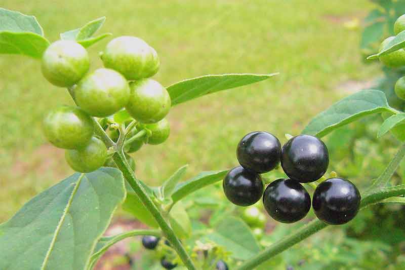 black nightshade benefits