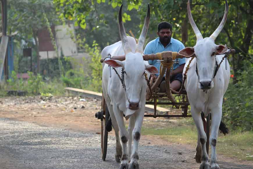 Jallikattu